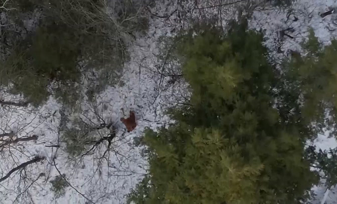 Охотник поднял над лесом дрон для поиска оленей, но вместо них увидел фигуру, похожую на снежного человека 