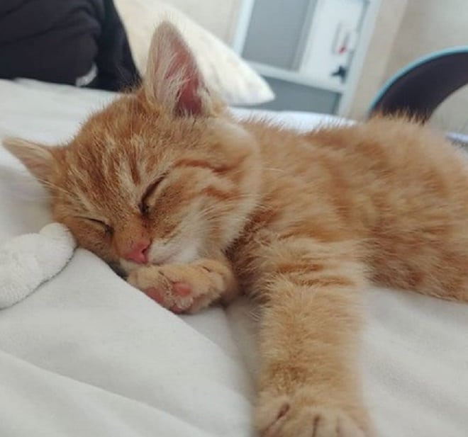 Котенок уснул 