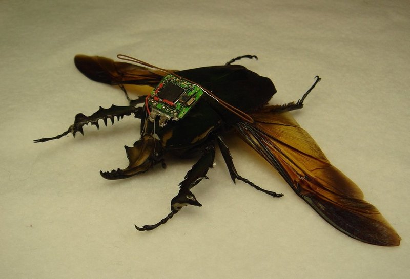 10 примеров использования насекомых на войне