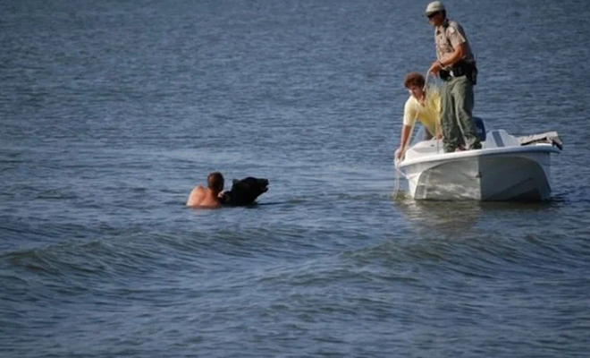 Черный медведь оказался в озере и не мог плыть. Ему на выручку пришел человек 