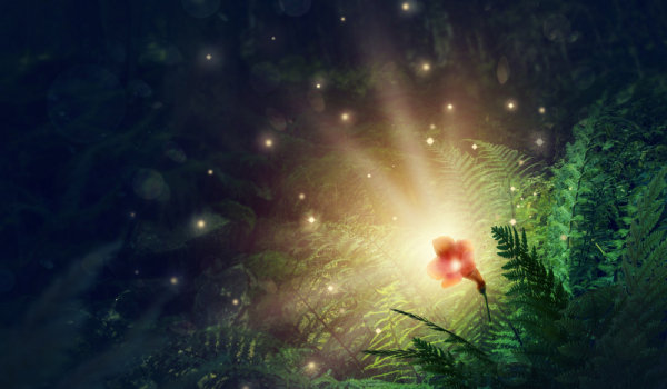 Волшебные свойства красавки