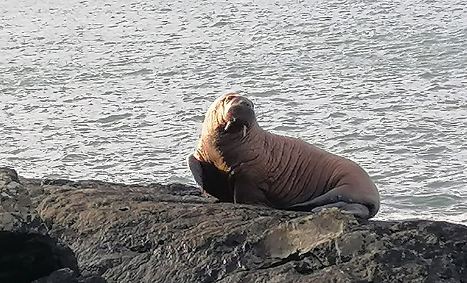 Морж уснул на айсберге и пересек Атлантический океан. Удивленное животное ученые сняли уже в Ирландии