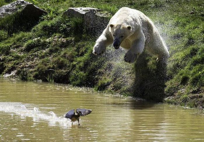 Подборка картинок. Дневной выпуск (51 фото)
