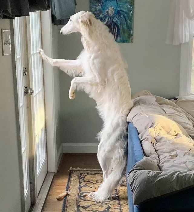 Смешные зверьки