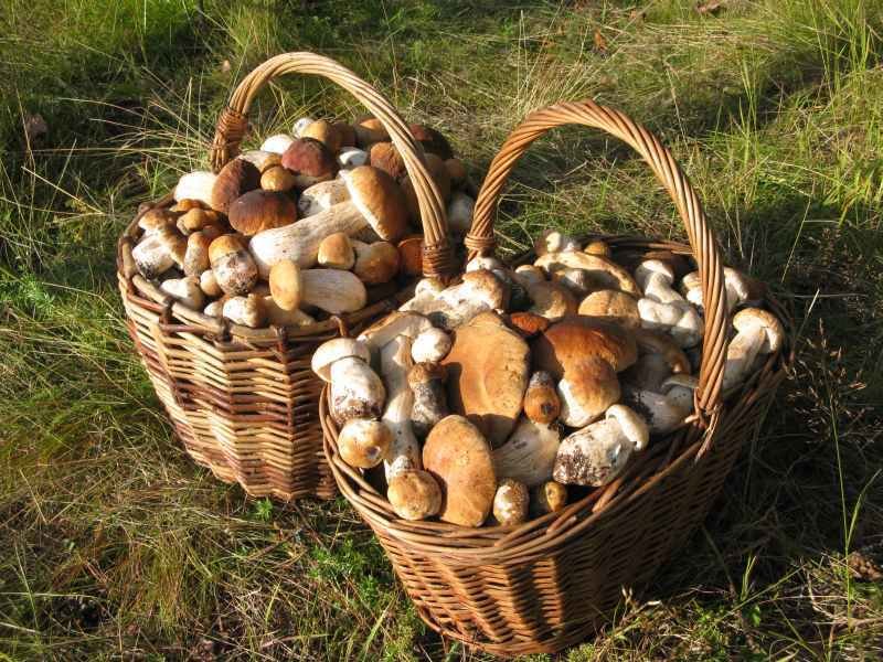 Два пенсионера собрали 19 кг грибов и их оштрафовали на 120 тыс руб валежник,налоги,общество,ресурсы,сбор грибов и ягод,штрафы