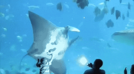 Подборка гифок Подборка гифок смешные картинки