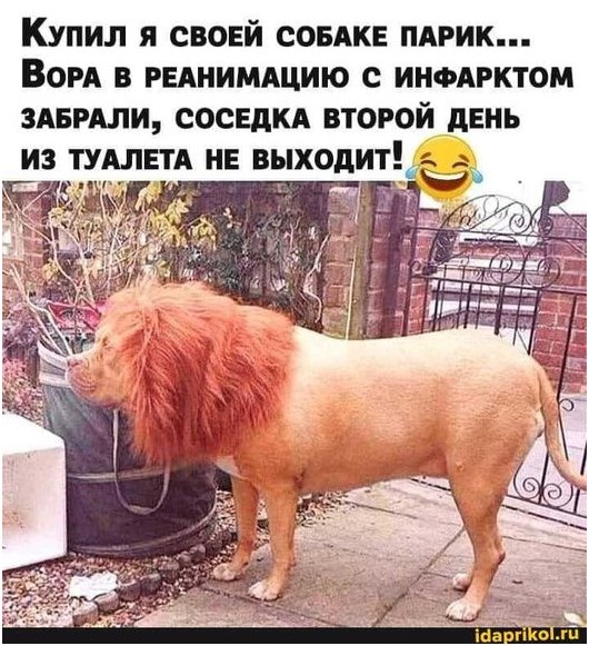 Возможно, это изображение (текст «купил я своей собаке парик... вора B реанимацию с инфарктом забрали, соседка второй день из туалета не выходит! බො idaprikol.ru»)