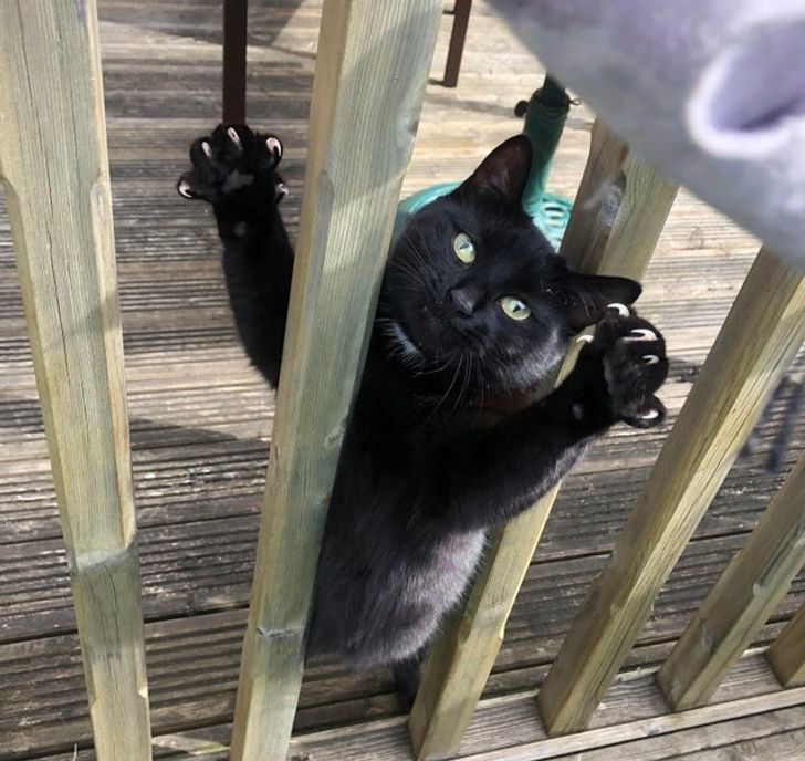 Фотография: 22 котика, в которых внезапно проснулся охотничий инстинкт, но они забыли как это делается №10 - BigPicture.ru