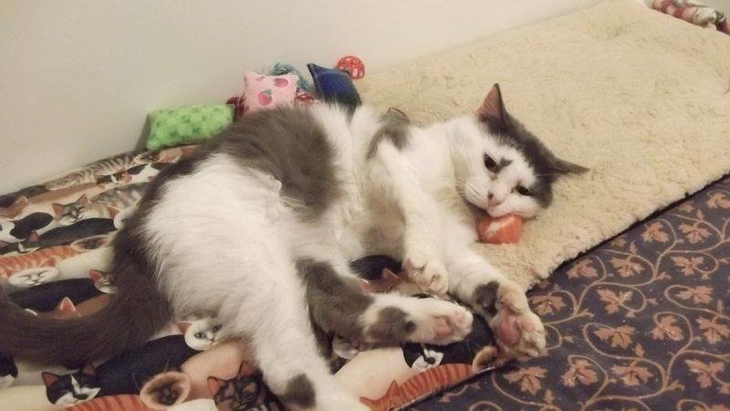 Кот истратил все свои 9 жизней, прожив 11 лет на улице