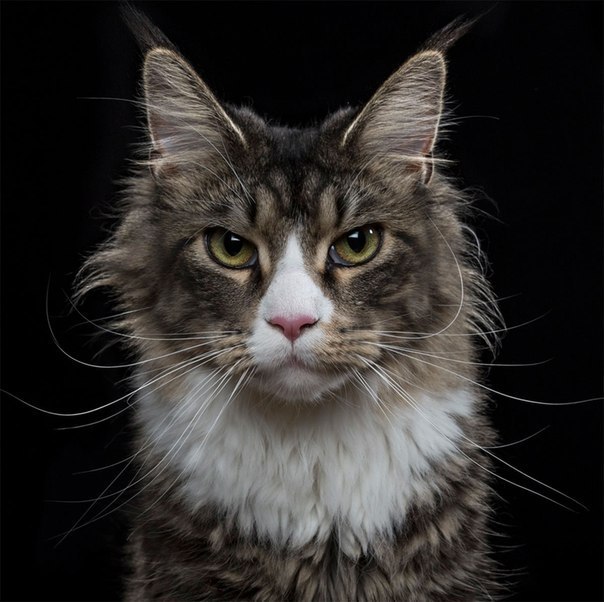 Чистосердечные портреты животных Чистосердечные портреты животных красивые фотографии,приколы,фото приколы