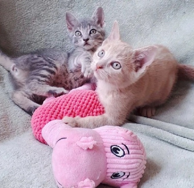 Котята и игрушки