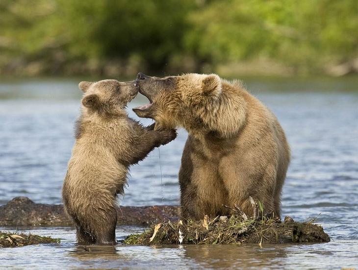 Суровое обаяние медведей в фотографиях Сергея Иванова жизнь,прекрасное,удивительное