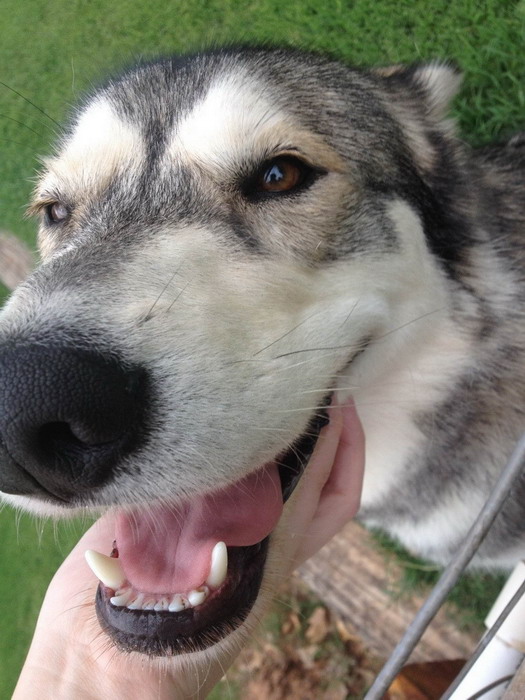 Смешные зверьки 