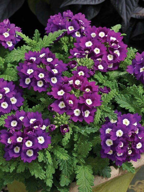 Какие цветы посадить на даче, если у вас много солнца или много тени растение, грунт, стоит, любит, можно, цветы, лучше, почву, высаживать, хорошо, переносит, только, когда, заморозков, требует, нужно, выращивают, цветет, рекомендуется, поэтому