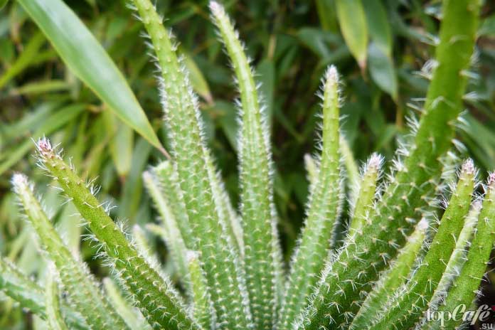 Кактус Рипсалис (Rhipsalis)