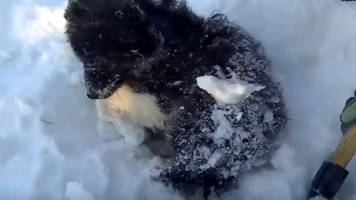 Жительница Смоленской области спасла попавшего под поезд щенка