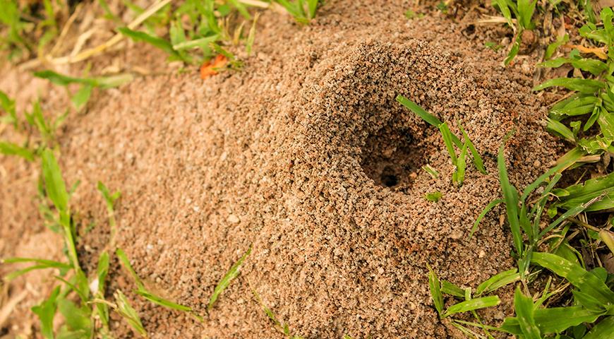 Как прогнать муравьев с участка: профилактика, народные и профессиональные методы борьбы с вредителями муравьев, рабочих, муравьями, после, можно, приманок, уничтожить, помощью, гнезда, молодых, Чтобы, горячей, муравьи, муравейника, поверхность, глубину, находятся, песка, исчезновения, численность