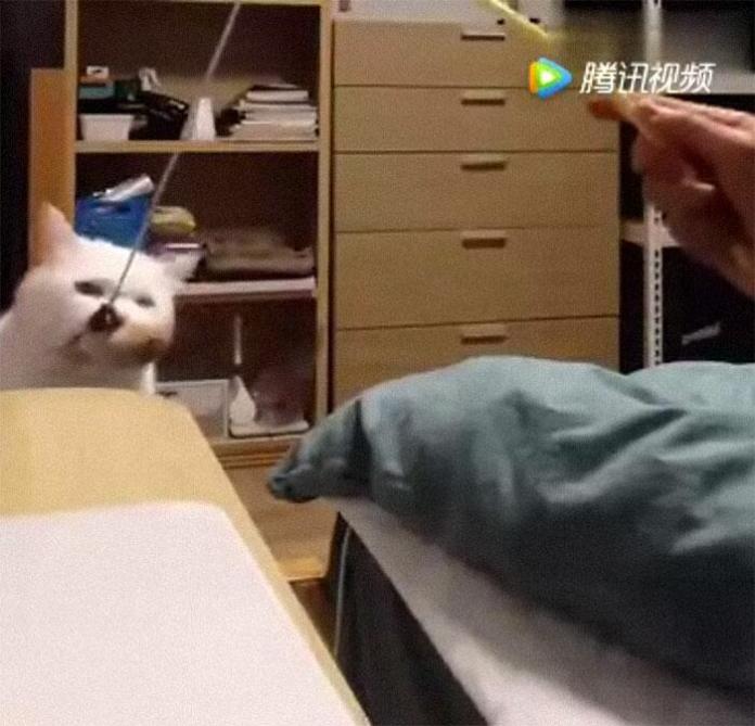 Без кота и жизнь не та