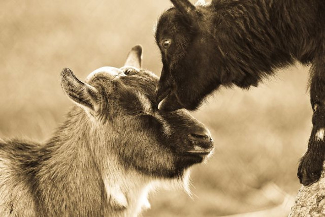 Фотография: От этих фото на душе становится теплей №7 - BigPicture.ru