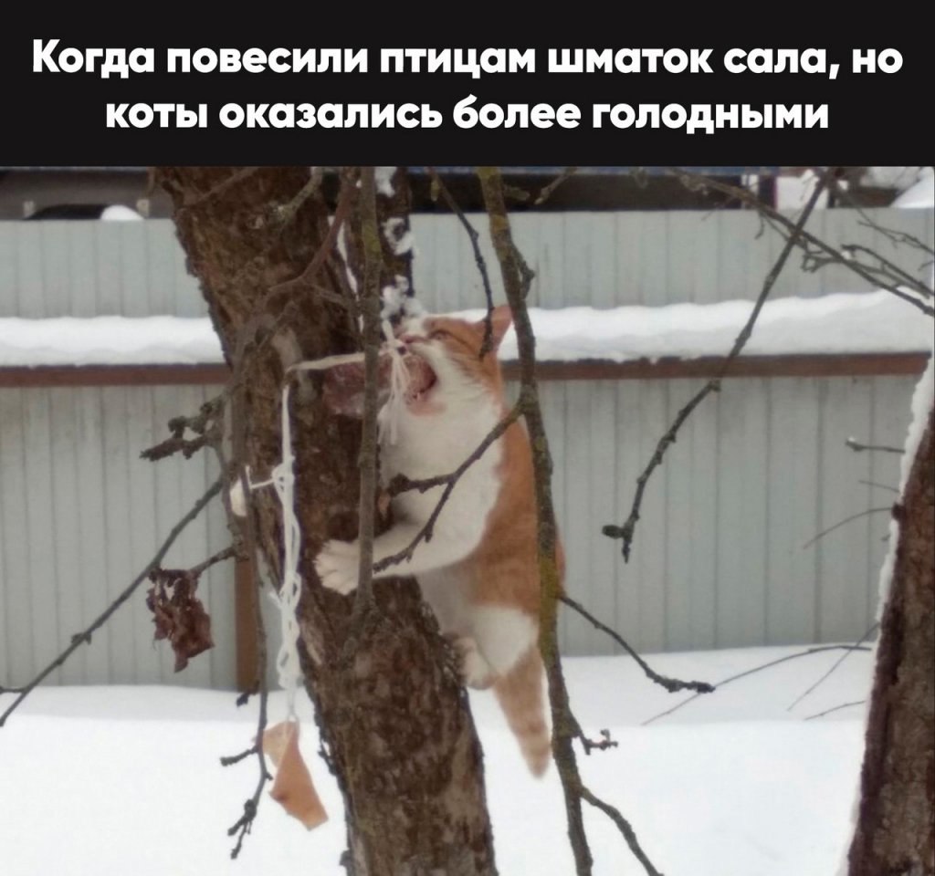 Новые мемы и самые смешные картинки Новые мемы и самые смешные картинки