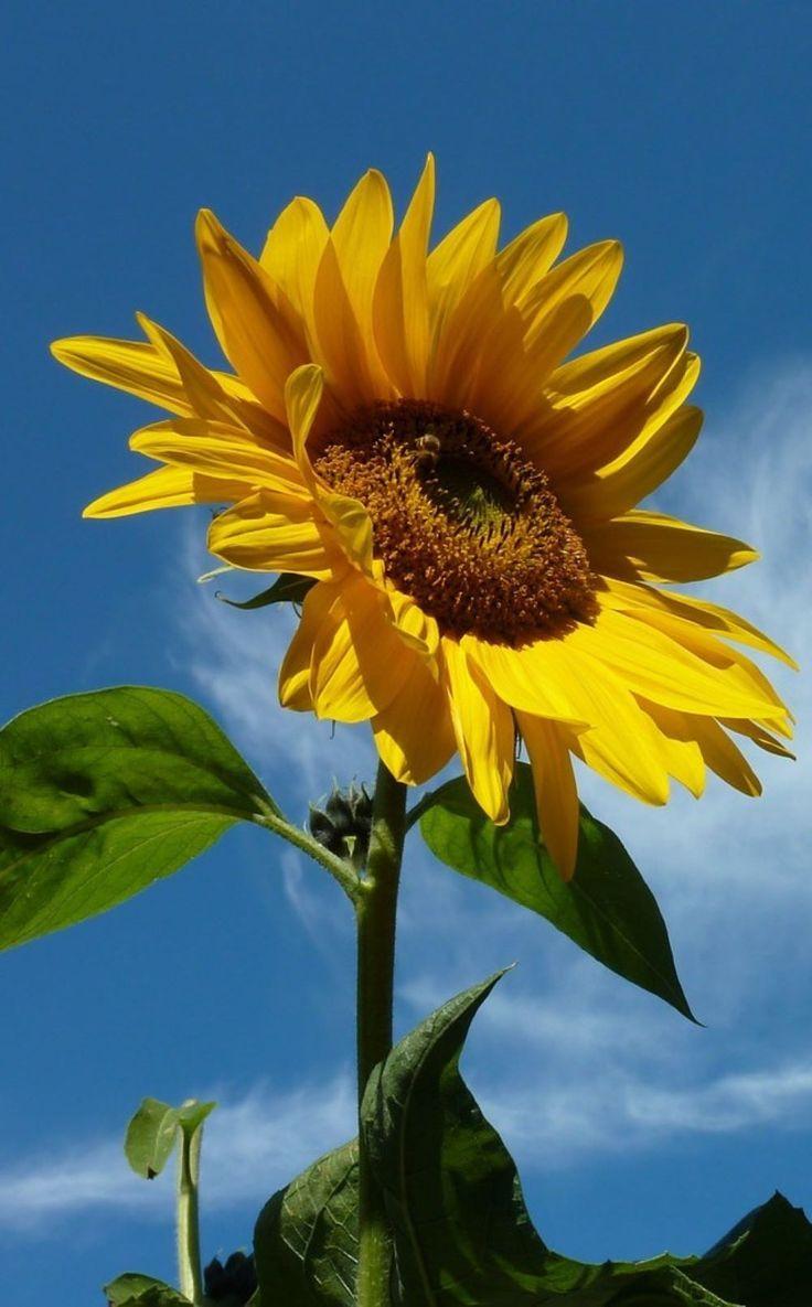 Какие цветы посадить на даче, если у вас много солнца или много тени растение, грунт, стоит, любит, можно, цветы, лучше, почву, высаживать, хорошо, переносит, только, когда, заморозков, требует, нужно, выращивают, цветет, рекомендуется, поэтому