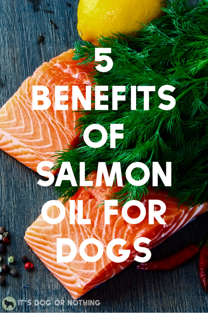 Every dog can benefit from salmon oil. We talk benefits, choosing salmon oil over fish oil, and our favorite salmon oil product, Kronch.