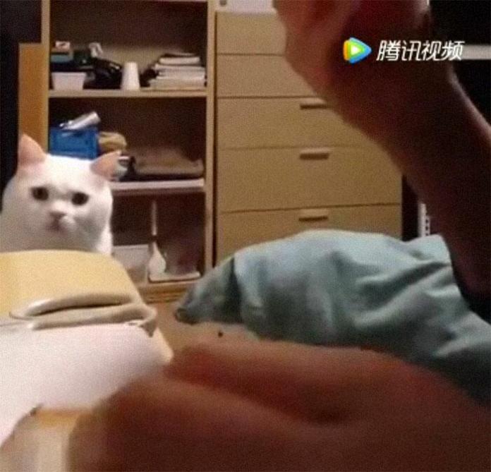 Без кота и жизнь не та