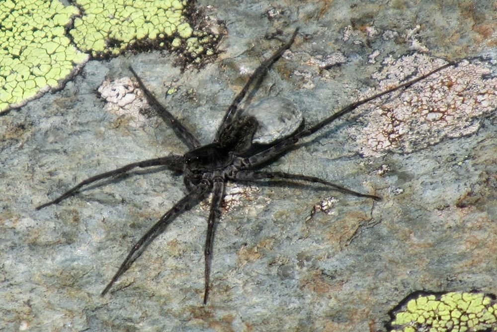 Обнаруженный вид пауков-волков / © сайт Катунского заповедника