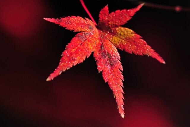 Если вам нравится резная листва, то посадите японские клены. © fishki  
