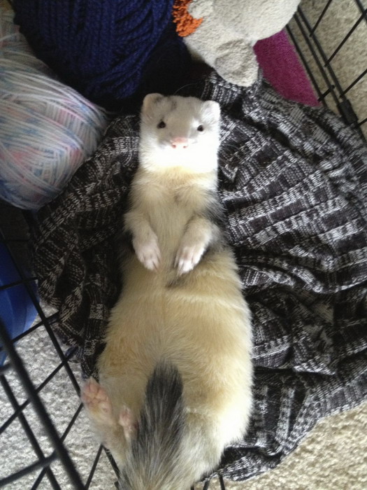 Смешные зверьки 