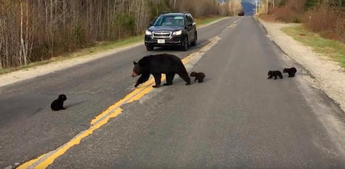Полицейские хотели помочь семье медведей перейти дорогу. В результате люди спасли жизнь медвежонку!