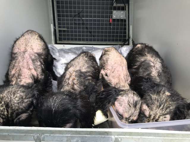 лысые щенки