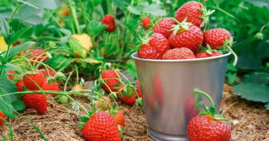 Когда и как сажать клубнику в открытый грунт: инструкция от агронома