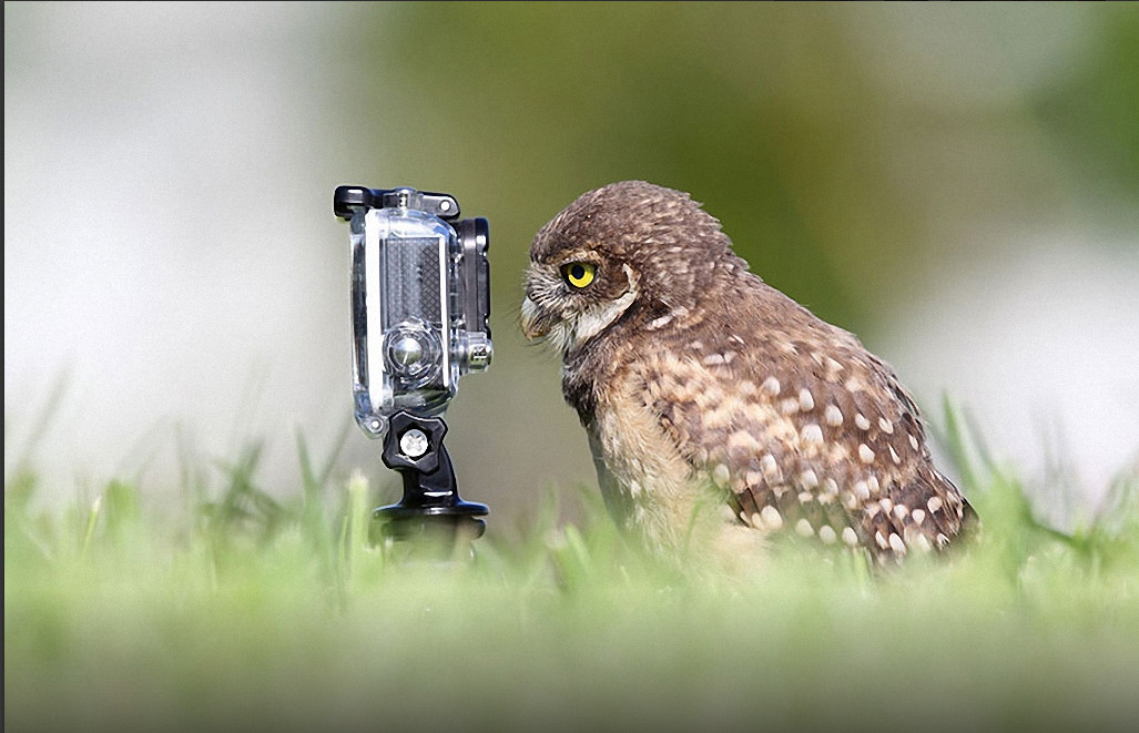 Песни добрым, смешные картинки фотографа с фотоаппаратом