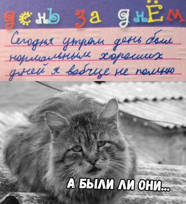 Подборка смешных картинок и веселых фото с надписями 