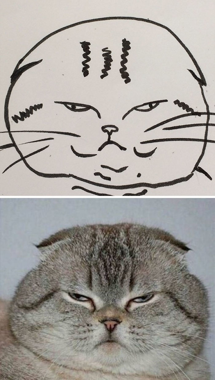 Poorly Drawn Cat