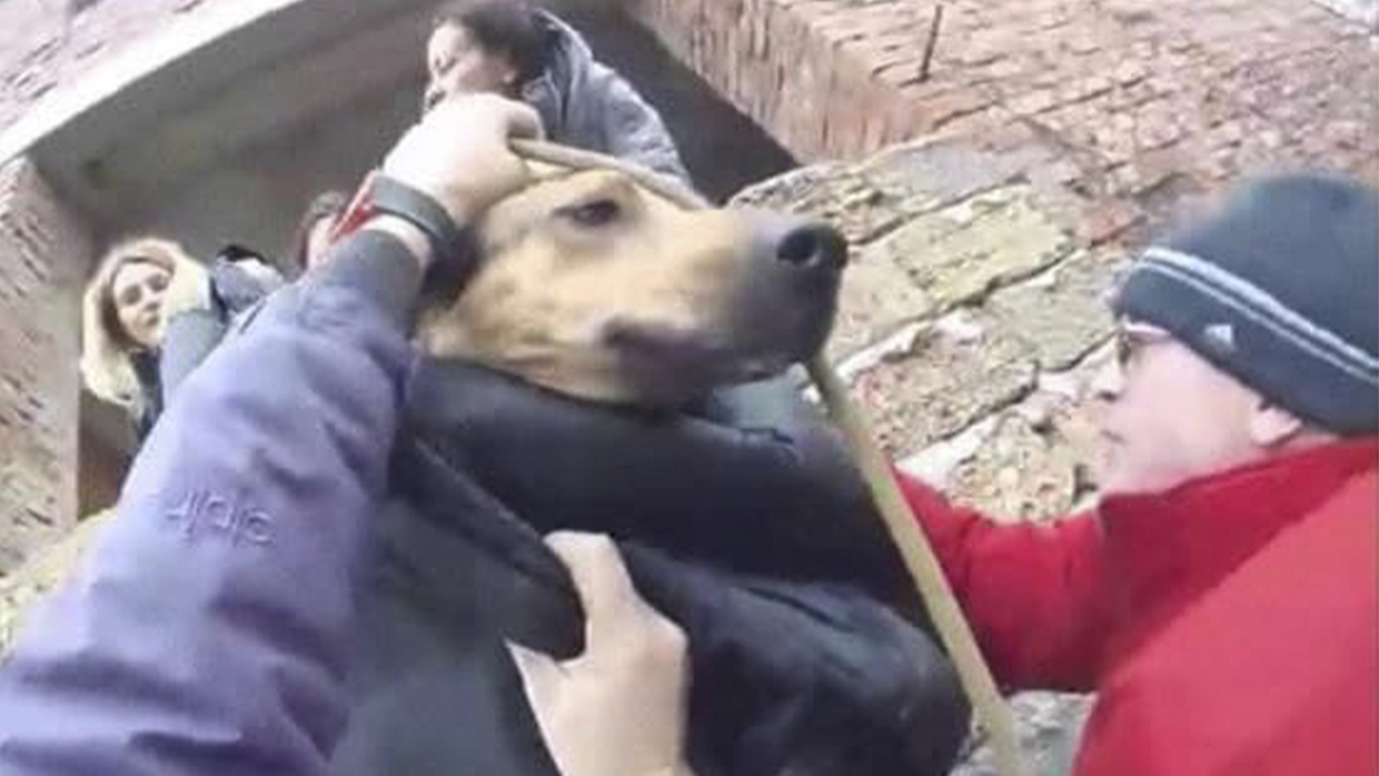 В Севастополе запускают проект по оказанию помощи бездомным животным