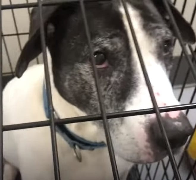 Пес за решеткой