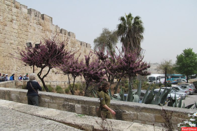 Израиль — страна-пустыня? Нет, страна-сад! Израиль — страна-пустыня? Нет, страна-сад!