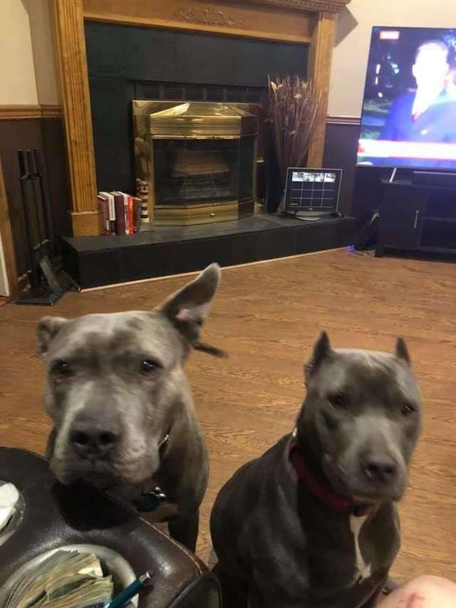 два питбуля