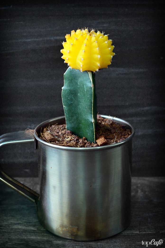 гимнокалициум Михановича