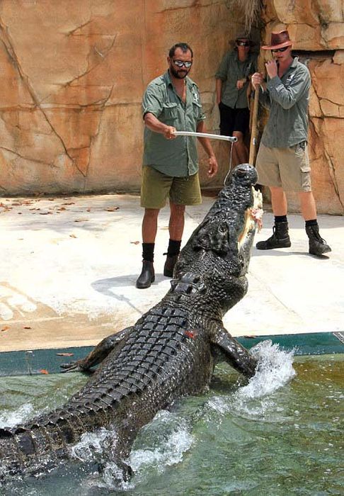 Экстремальный аттракцион в Австралии Crocosaurus, аттракцион, около, бассейн, рептилий, также, минут, крокодилов, Длительность, крокодилом, крокодилами, можете, больших, относительно, смерти», которой, самых, должен, посетитель, каждый