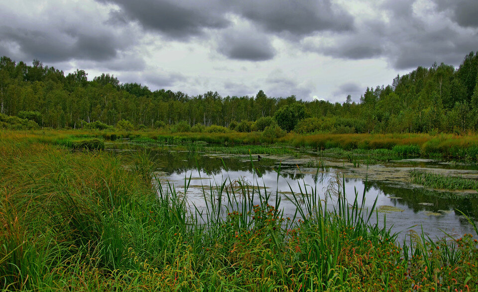 Озеро заросли. Заросшее озеро. Заросший водоем. Берег заросшего пруда. Заросший пруд.