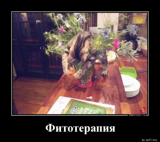 Демотиваторы прикольные для всех: «Фитотерапия»