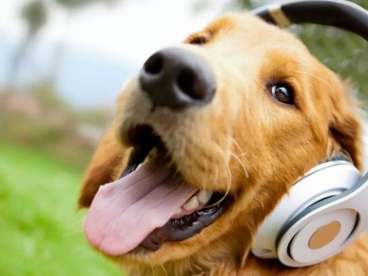 Топ 10 песен для собак