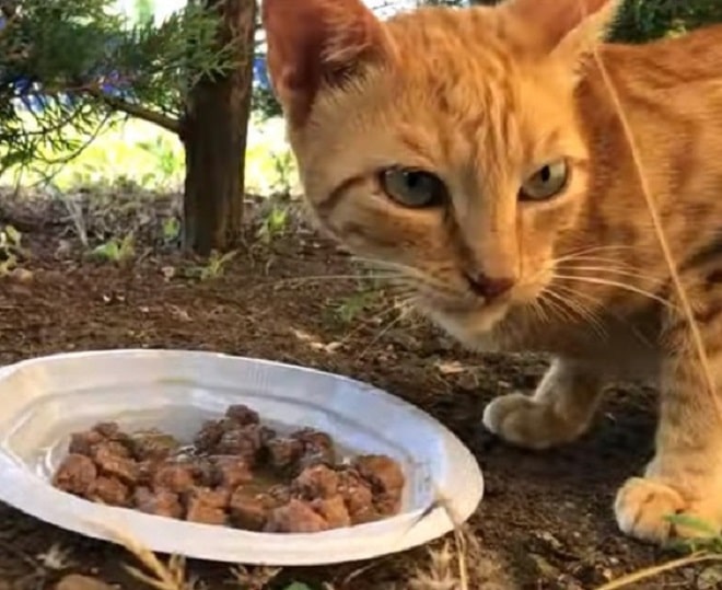 Кошка и еда