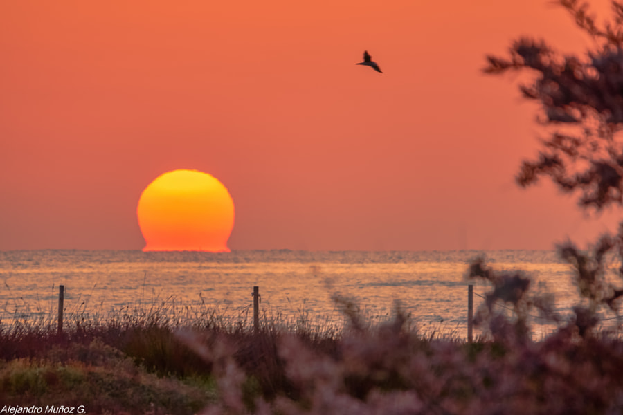 Hoy el sol en omega al amanecer by Álex Muñoz i Garcia on 500px.com