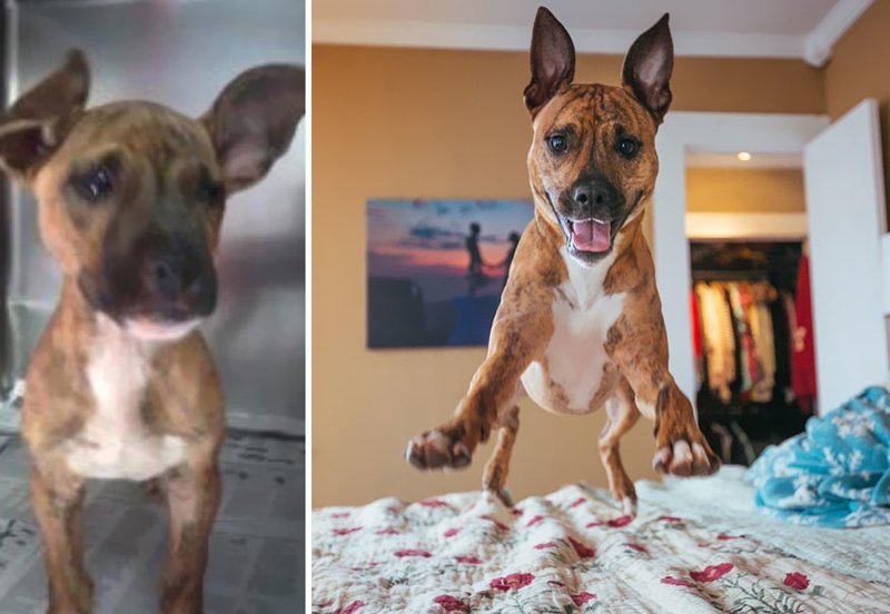 Собаки из приюта: снимки до и после обретения семьи до и после, домашние животные, приют для собак, собаки, собаки из приюта, фото собак, хозяин и пес, хозяин и собака