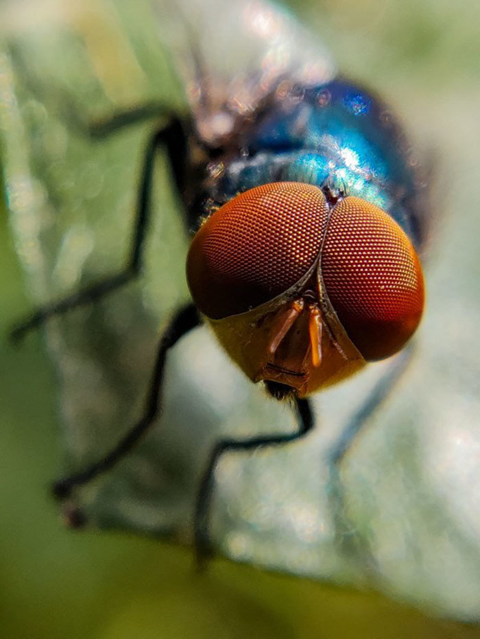 Парень из Индии делает потрясающие макроснимки насекомых, используя свой смартфон Кумар, этого, глубину, Природа Даже, Однако, любит, самоотверженно, которую, природы, кадры, совершенно, обыкновенные, делал, Поначалу, техника, навороченная, аспекты, важные, более, временем