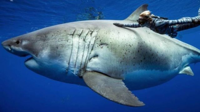 Удивительные и прикольные моменты 